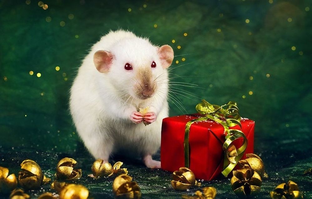 что подарить на Новый год Крысы 2020